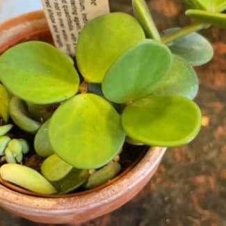 Peperomia 'Hope' plant in Waterville, Ohio