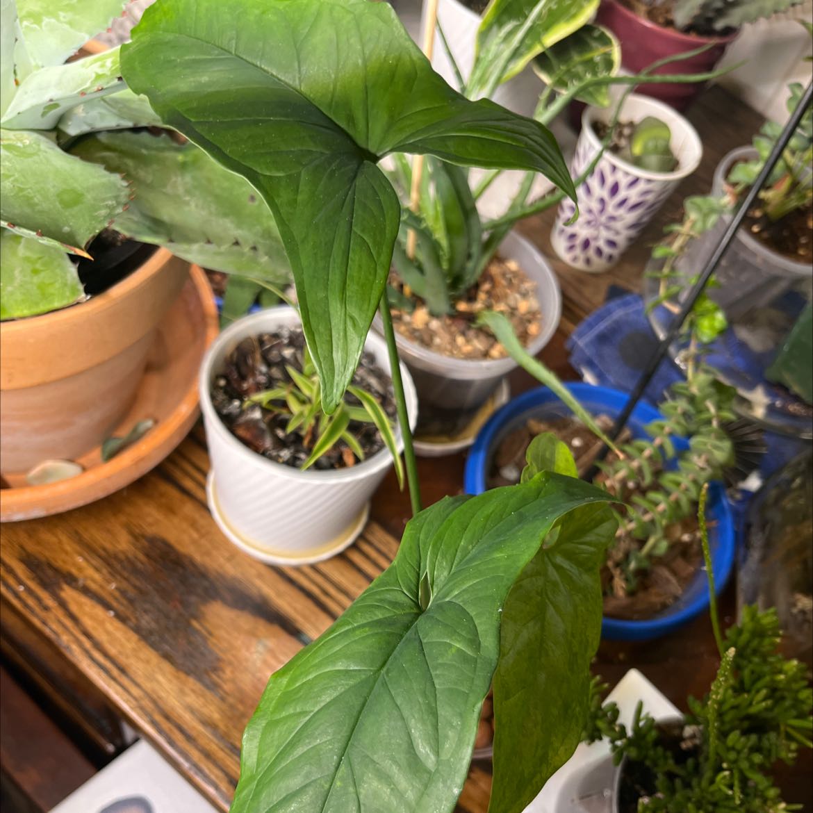Syngonium podophyllum 'Mojito' plant with healthy green leaves, multiple plants in background.