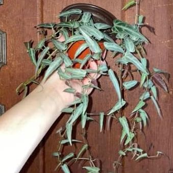 Photo of the plant species Jungle Vine by @Stayinalive728 named Homer on Greg, the plant care app