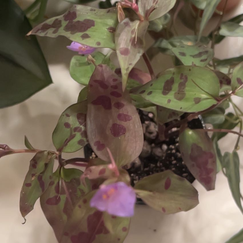 Photo of the plant species Mexican wandering Jew by @Stayinalive728 named Marge on Greg, the plant care app