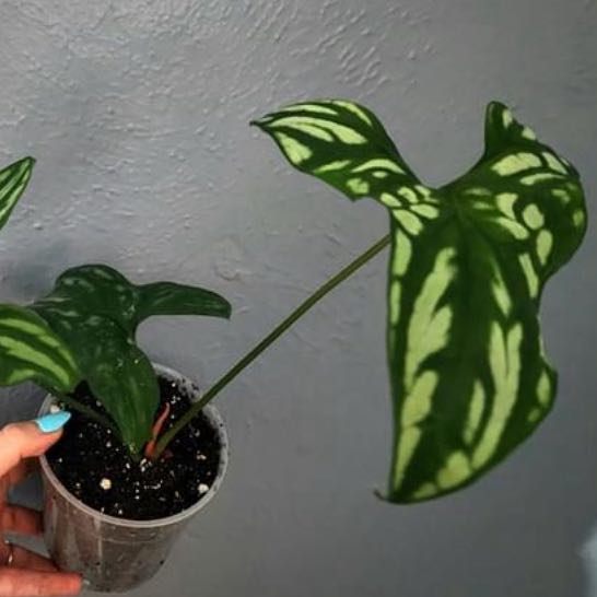 Photo of the plant species Mirabilis by @Stayinalive728 named Curie on Greg, the plant care app
