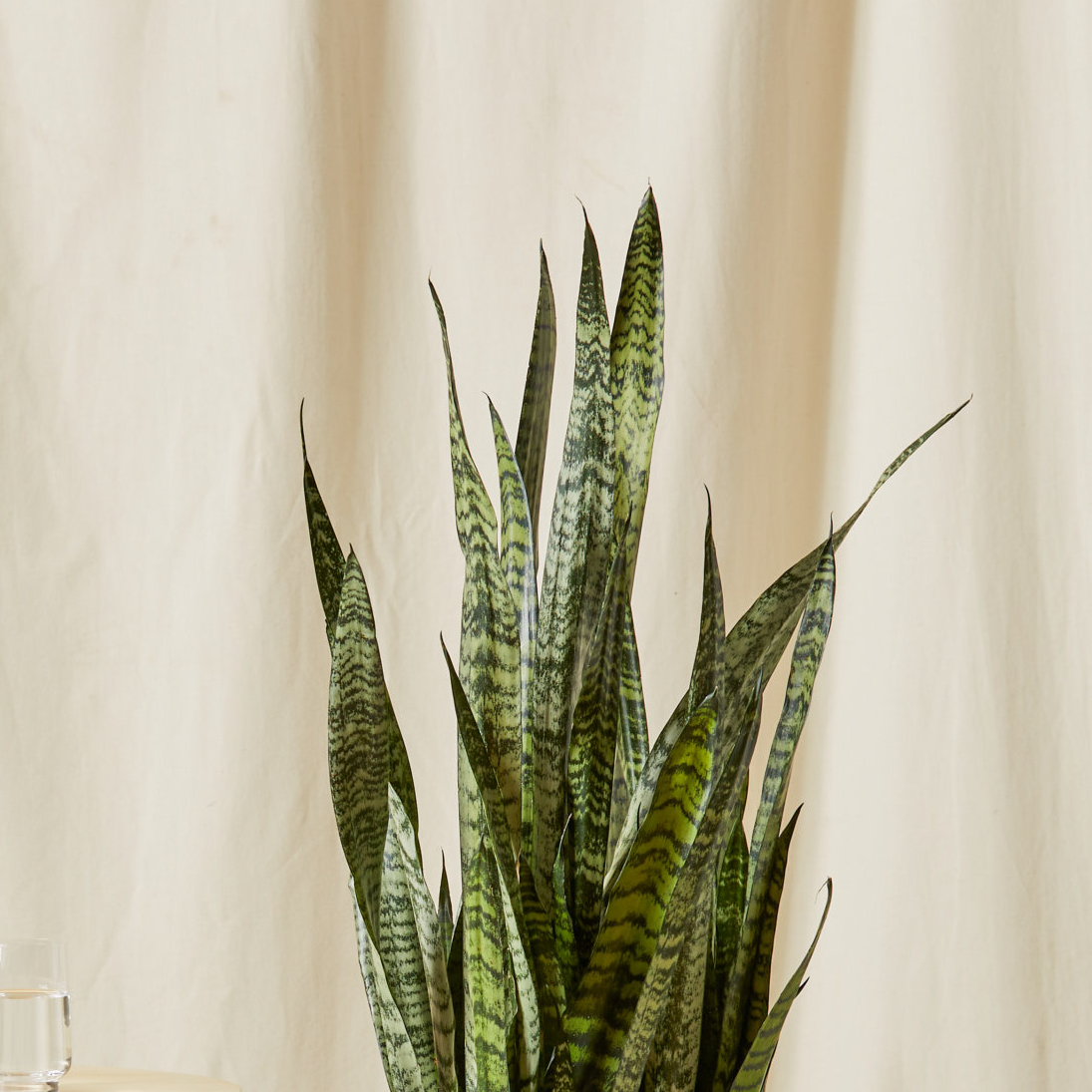 Healthy Zeylanica Snake Plant with variegated leaves.