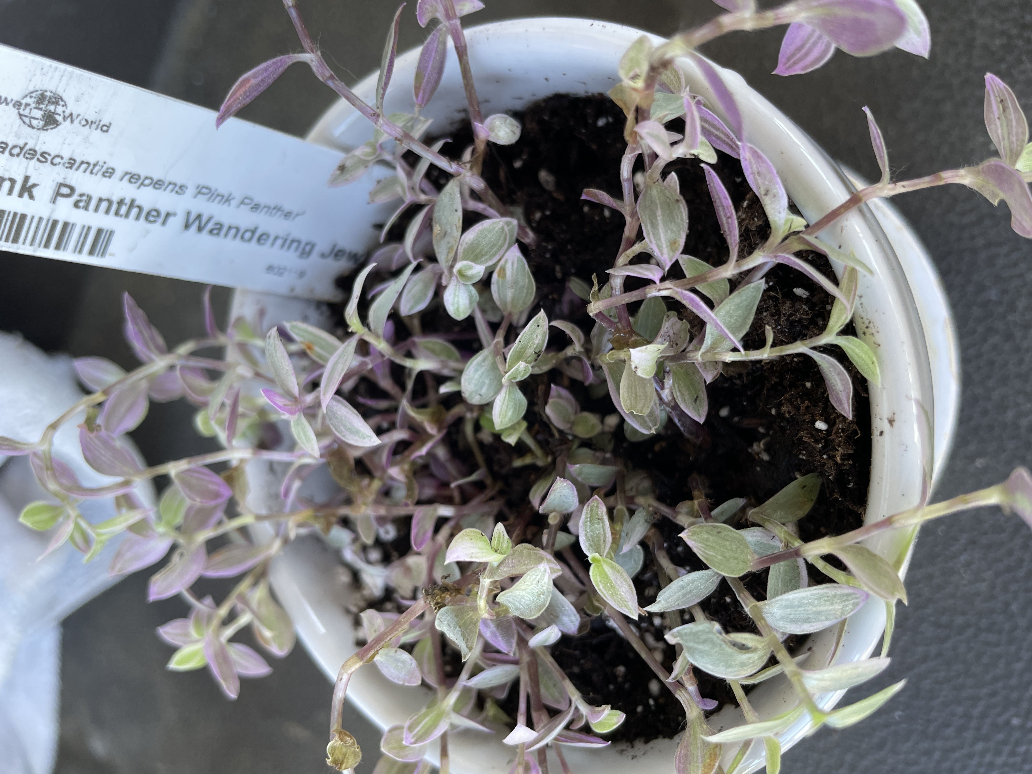 Photo from the post