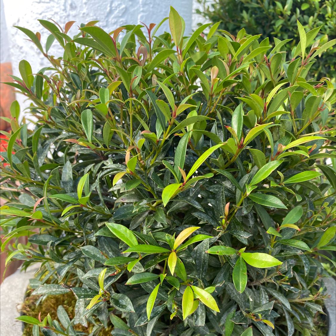 Photo of the plant species Magenta Lilly Pilly by @ProbableTomato named Little bush on Greg, the plant care app