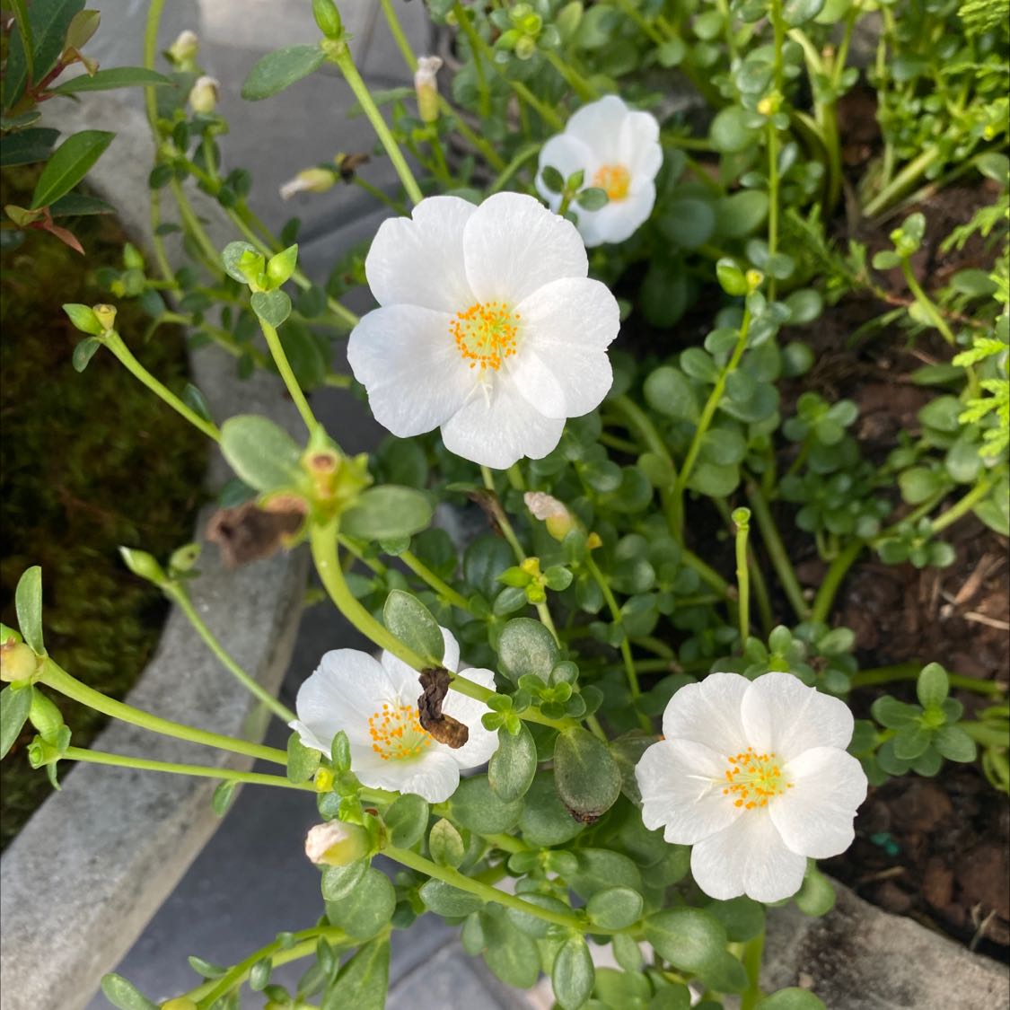 Photo of the plant species Wingpod Purslane by @ProbableTomato named White flower on Greg, the plant care app