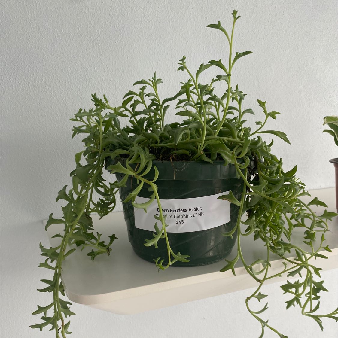 Photo of the plant species varigated lavender scallops by @ProbableTomato named String of Dolphins on Greg, the plant care app