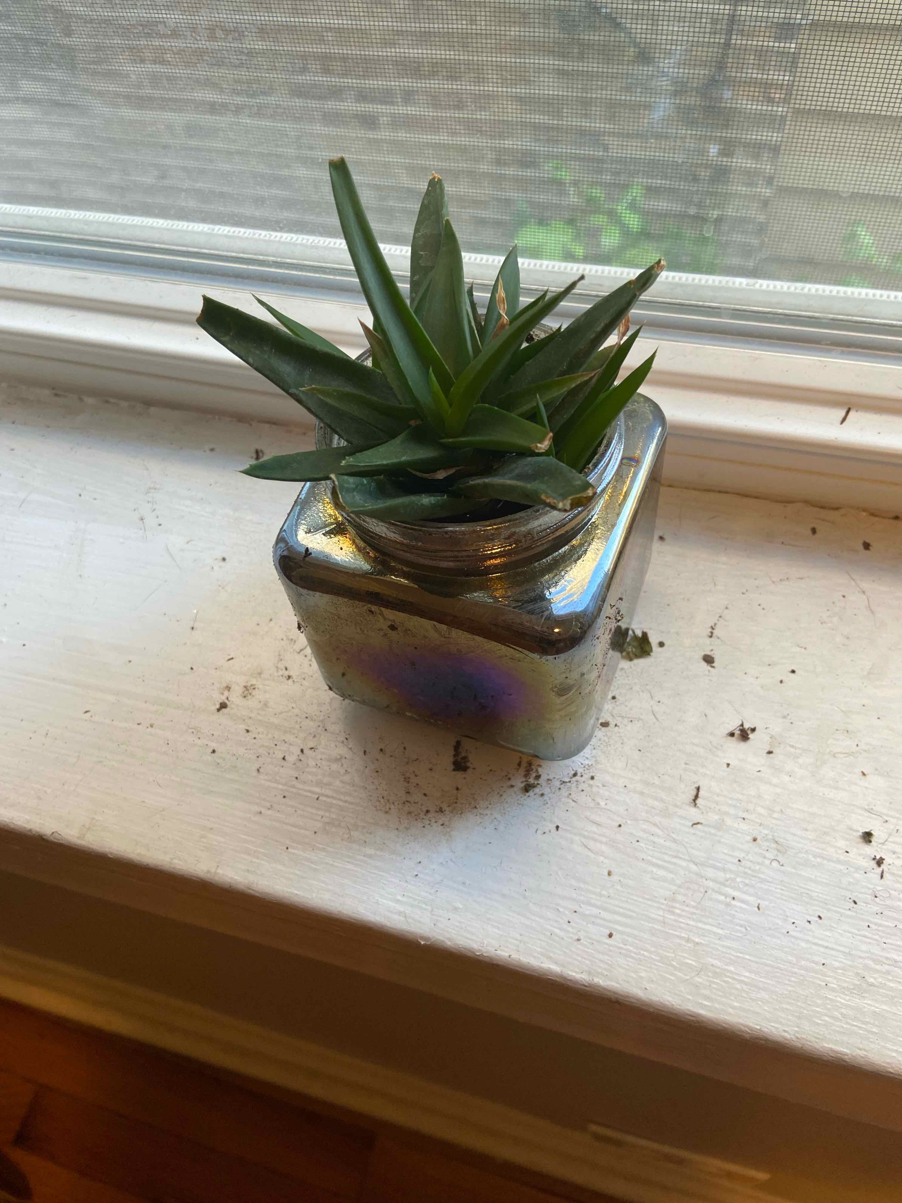 Alworthia 'Black Gem' succulent in a glass container on a windowsill.
