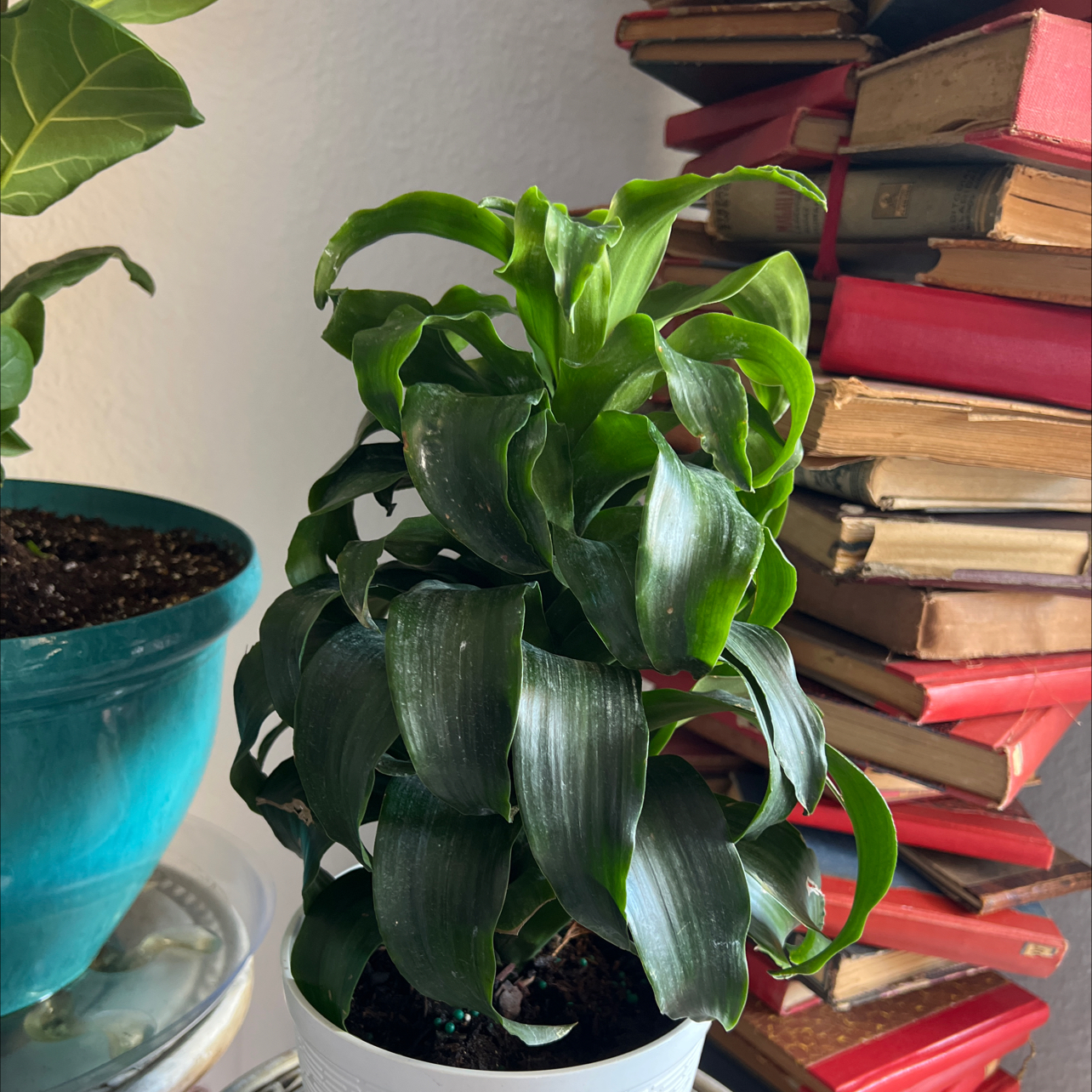 Twister plant with dark green leaves in a white pot, placed indoors near a stack of books.