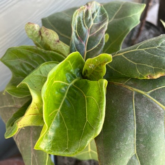 Fiddle Leaf Fig plant in Talent, Oregon