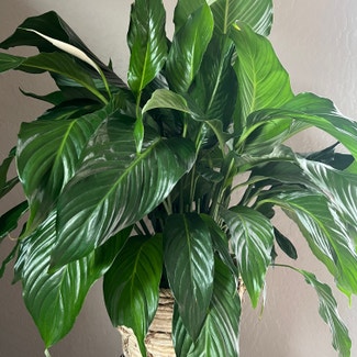 Peace Lily plant in Talent, Oregon
