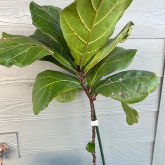 Fiddle Leaf Fig plant in Talent, Oregon
