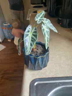 Alocasia Polly Plant plant