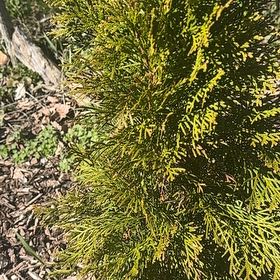 Photo of the plant species Ginger Pine by @DeftOrchids named Terra on Greg, the plant care app