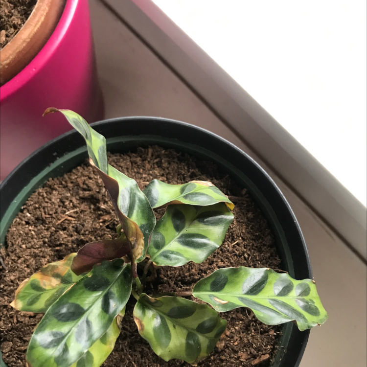 Photo of the plant species rattle snake plant by @Crazyplantmom named Stella on Greg, the plant care app