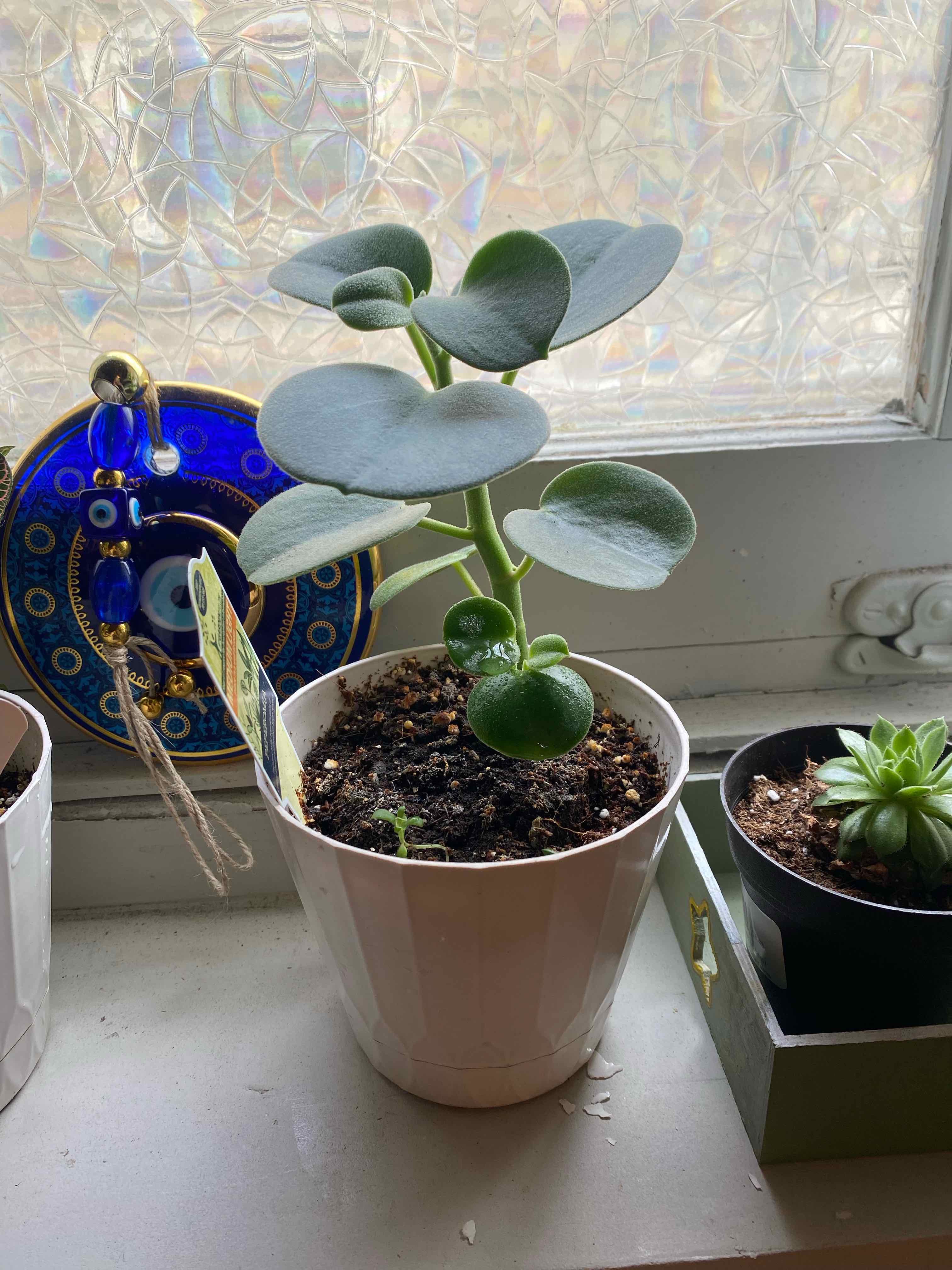Felted Peperomia plant in a white pot on a windowsill, with healthy green leaves.