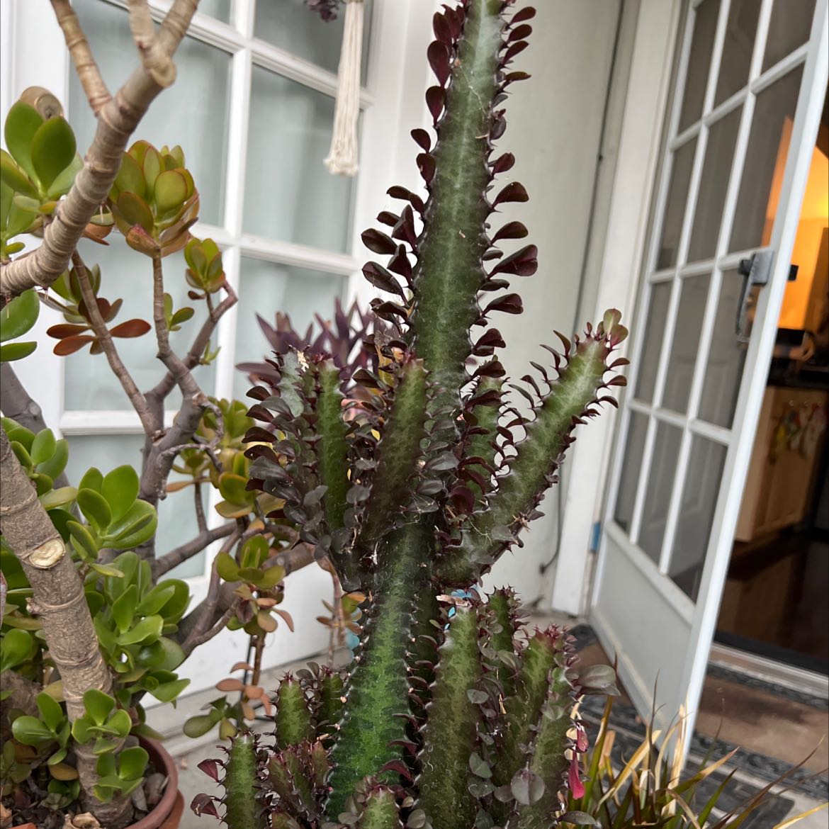 Royal Red African Milk Tree with healthy green stems and red-tinted leaves.