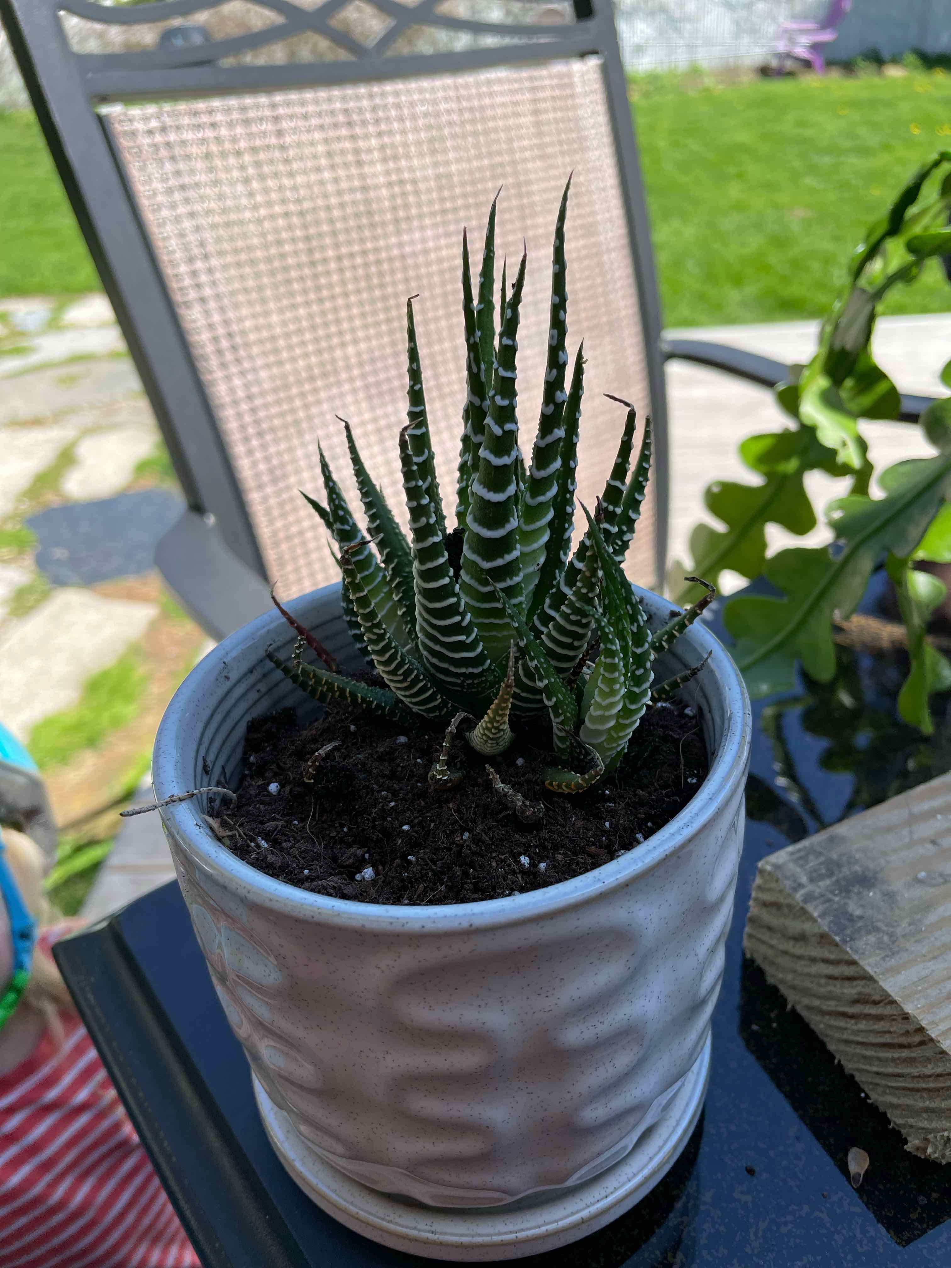Haworthia Alba plant in a white pot with visible soil, well-framed and in focus.