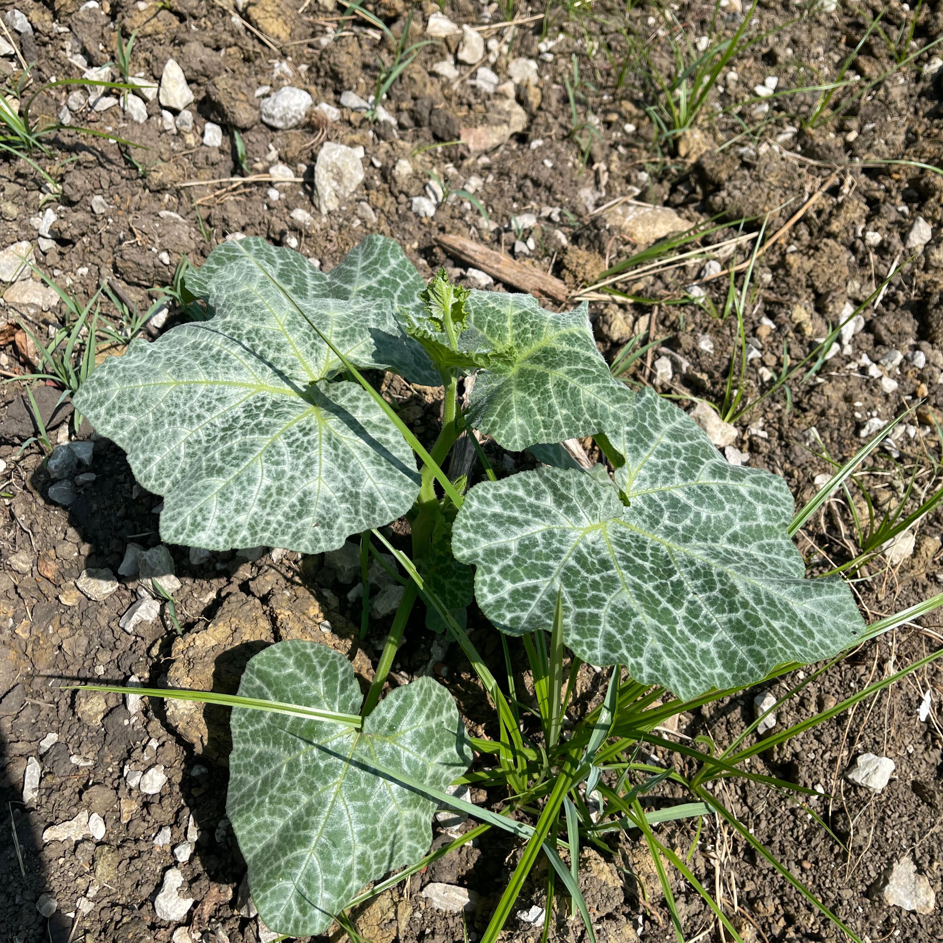 Young Butternut Pumpkin plant with broad, green leaves featuring white veining, growing in soil.