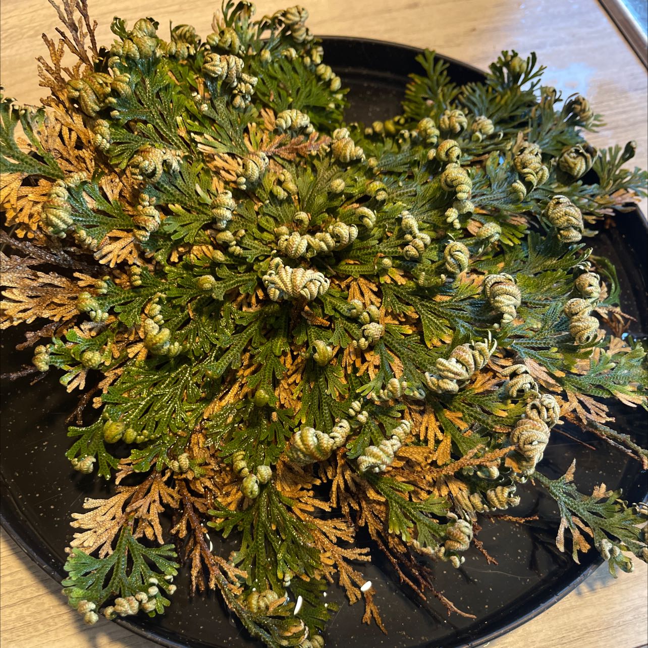 Rose of Jericho plant with curled leaves and some browning, indicating a dormant or stressed state.