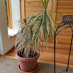 Open Weave Dragon Tree plant