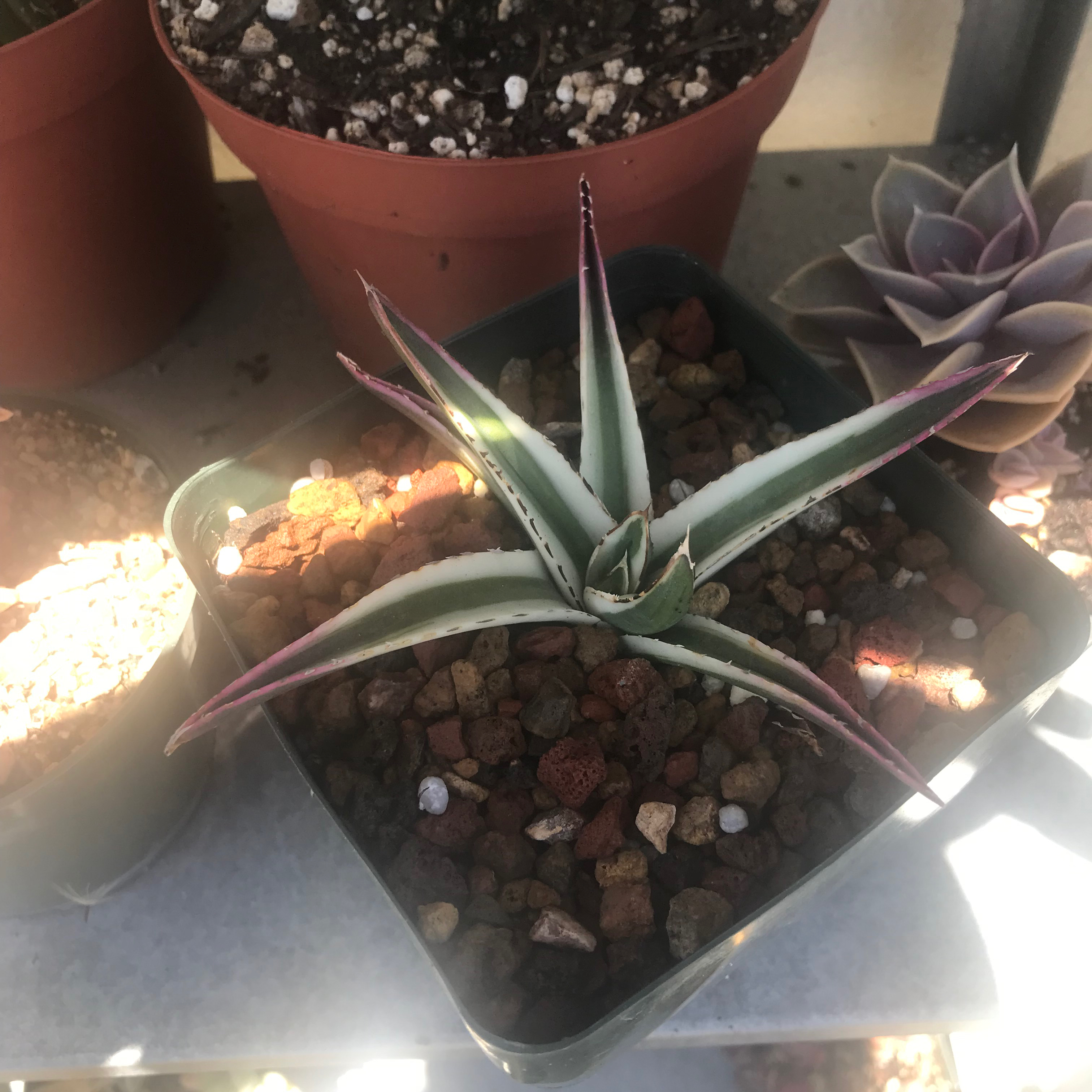 Queen Victoria Agave plant in a pot with rocky soil, appears healthy.