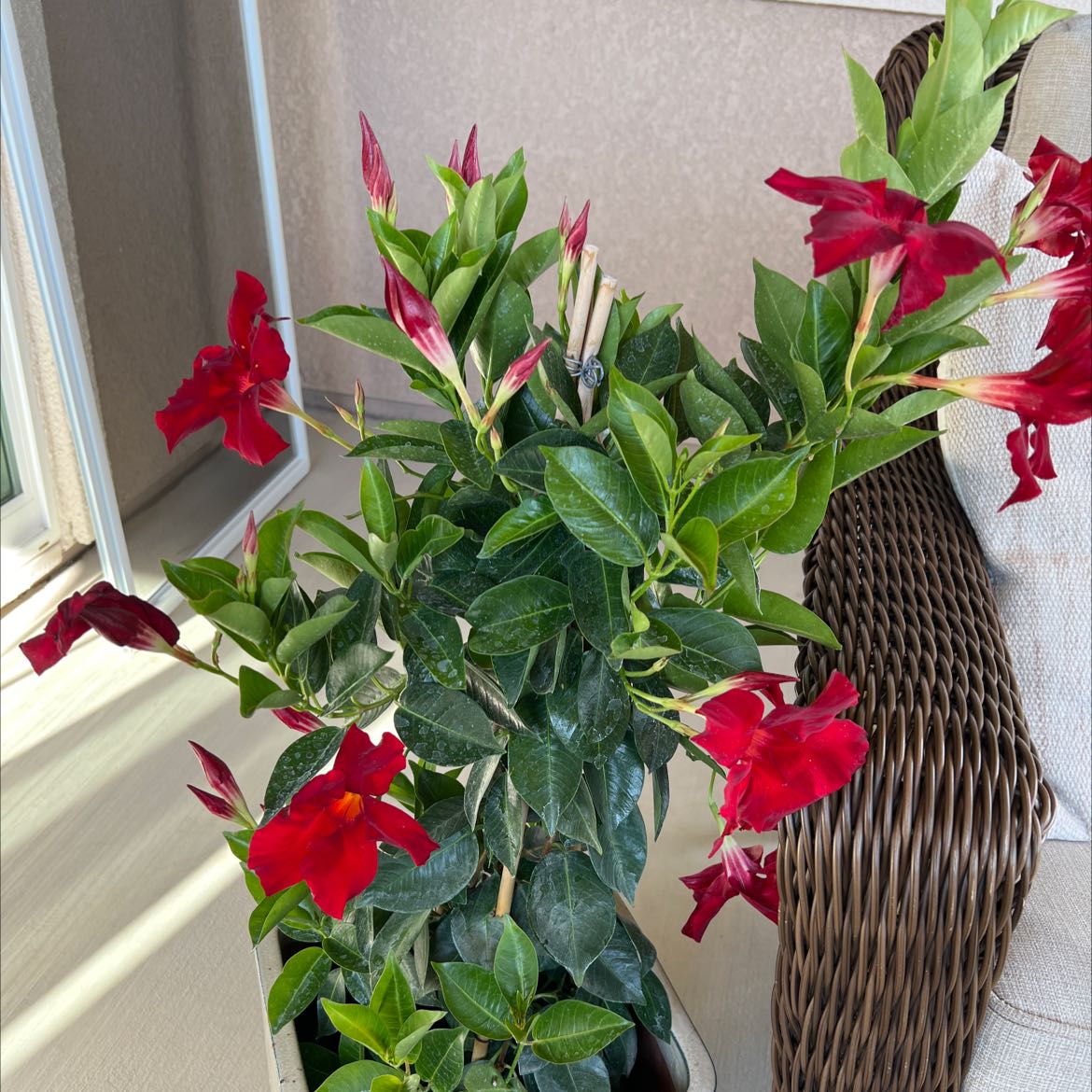 Healthy Brazilian Jasmine plant with red flowers and green leaves indoors near a window.
