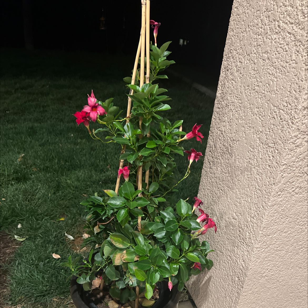 Potted Brazilian Jasmine with red flowers and green leaves, supported by a bamboo trellis.