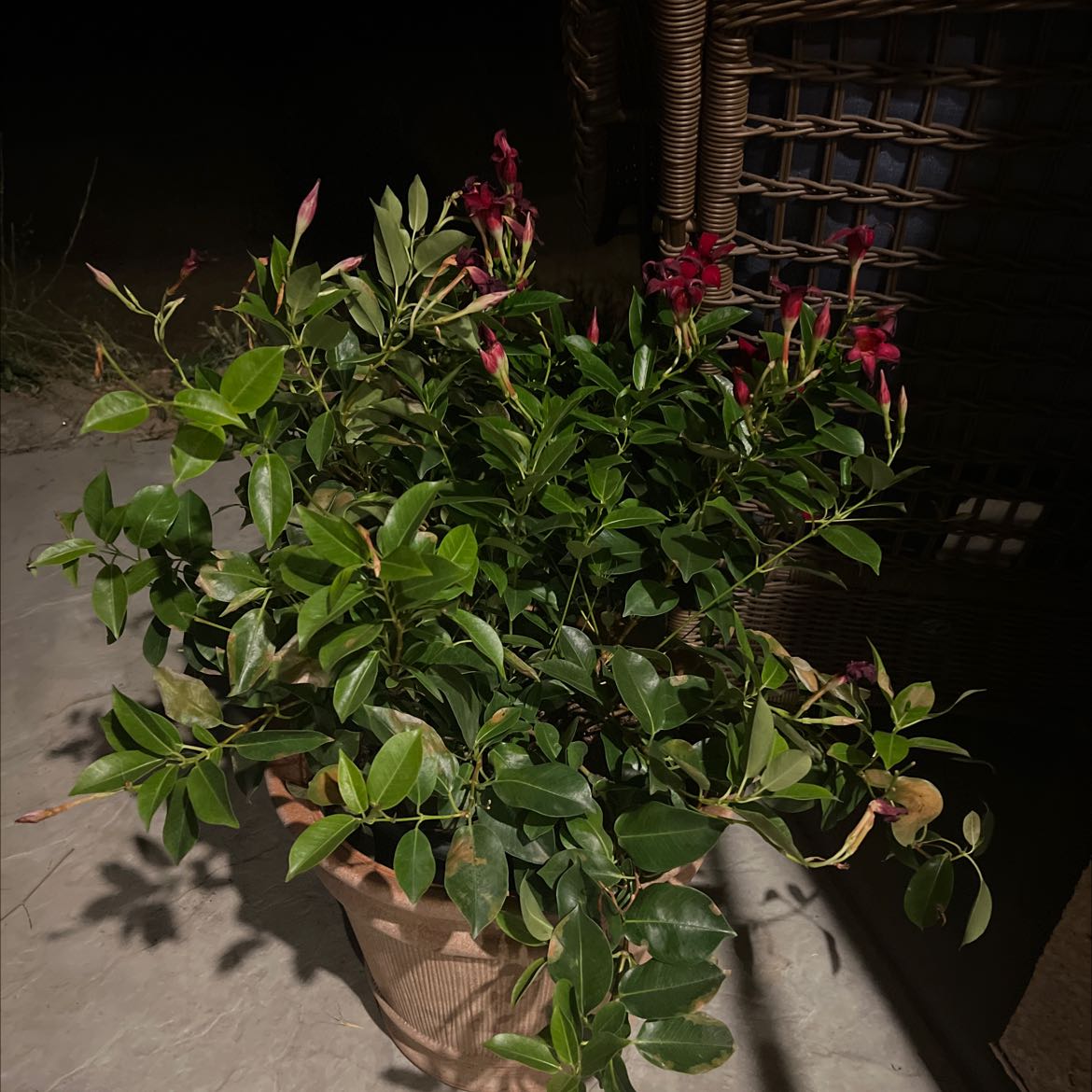 Potted Brazilian Jasmine with dark green leaves and red flowers.