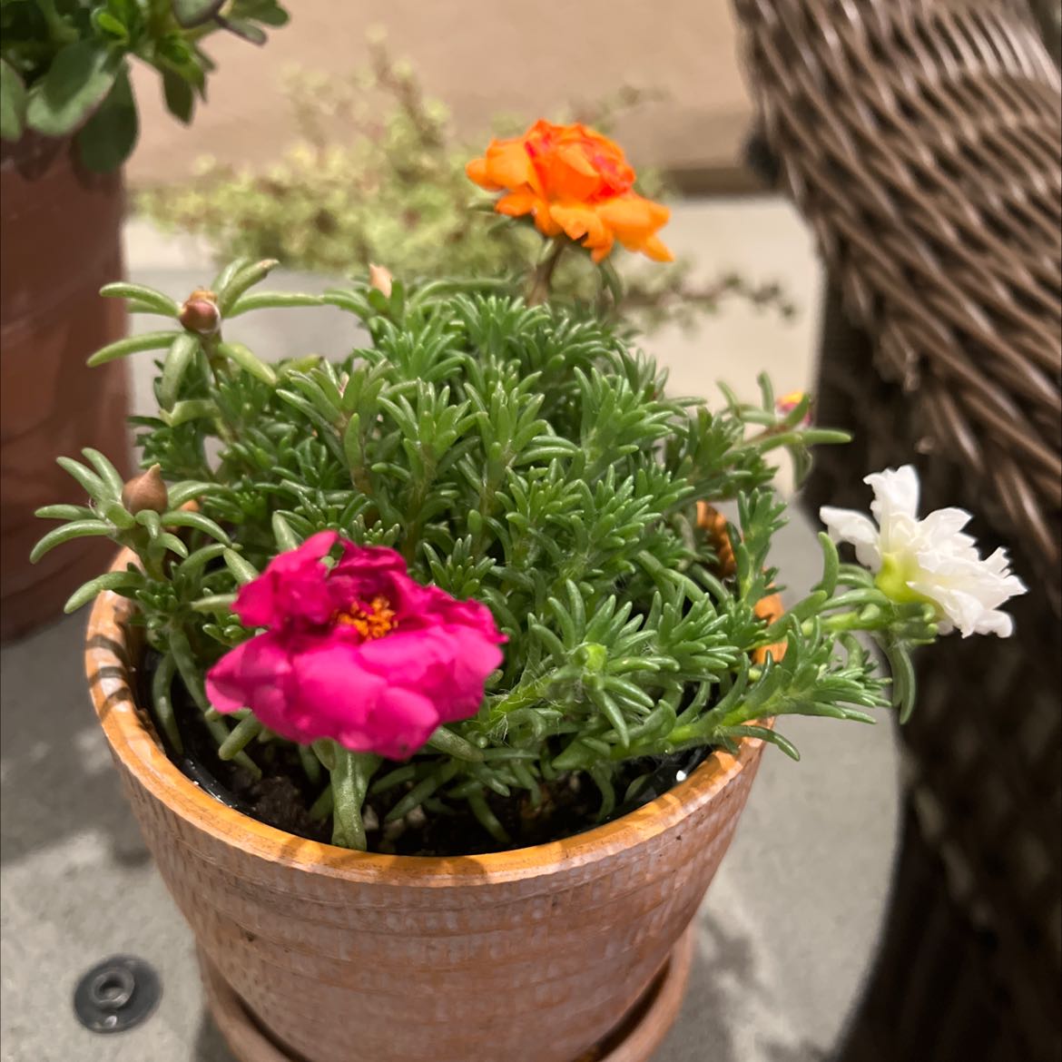 Healthy Moss Rose Purslane plant with vibrant orange and pink rose-like flowers and dense green needle-like foliage in a terracotta pot.