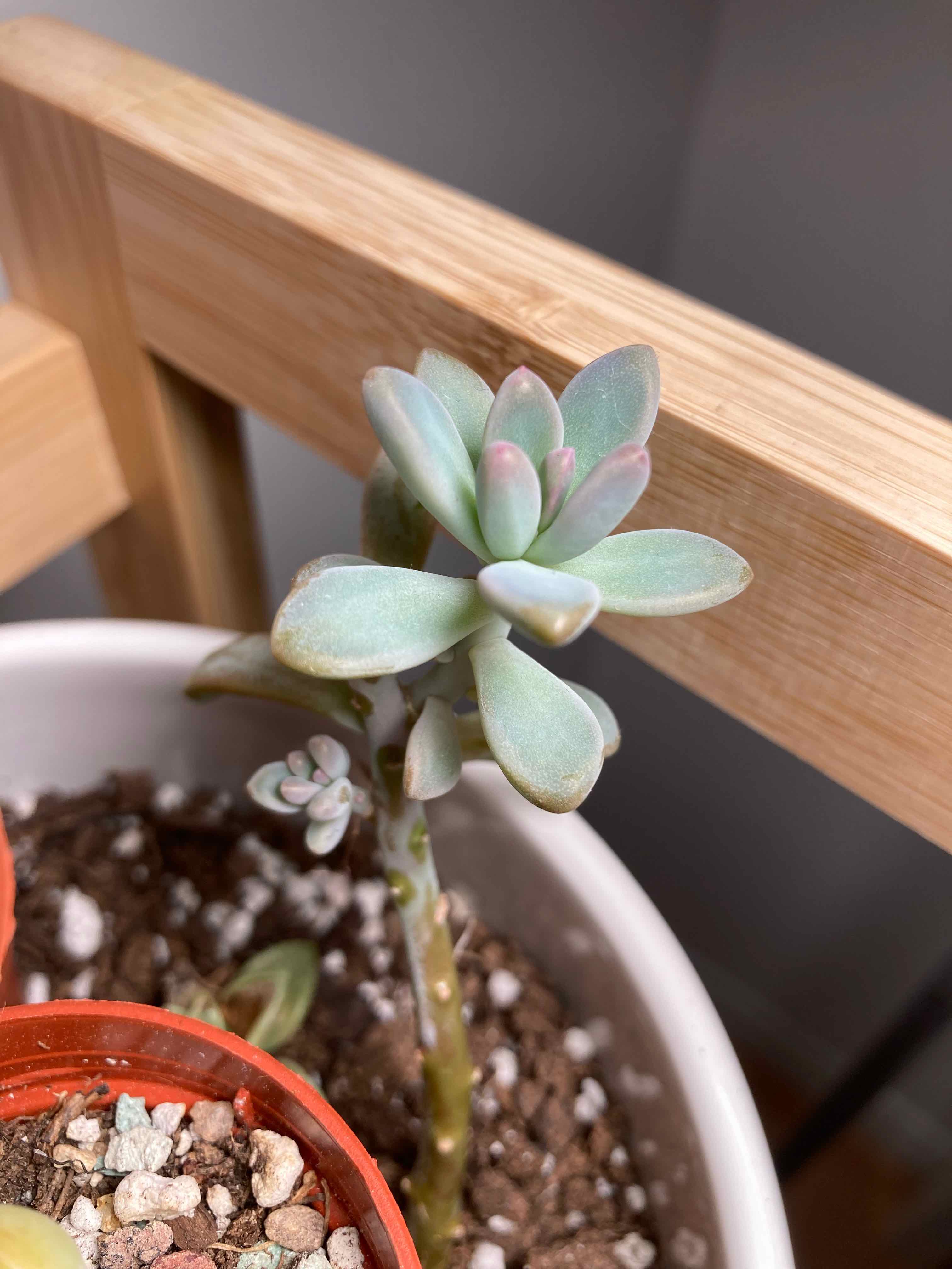 Graptosedum 'Darley Sunshine' succulent in a pot with visible soil, well-framed and in focus.