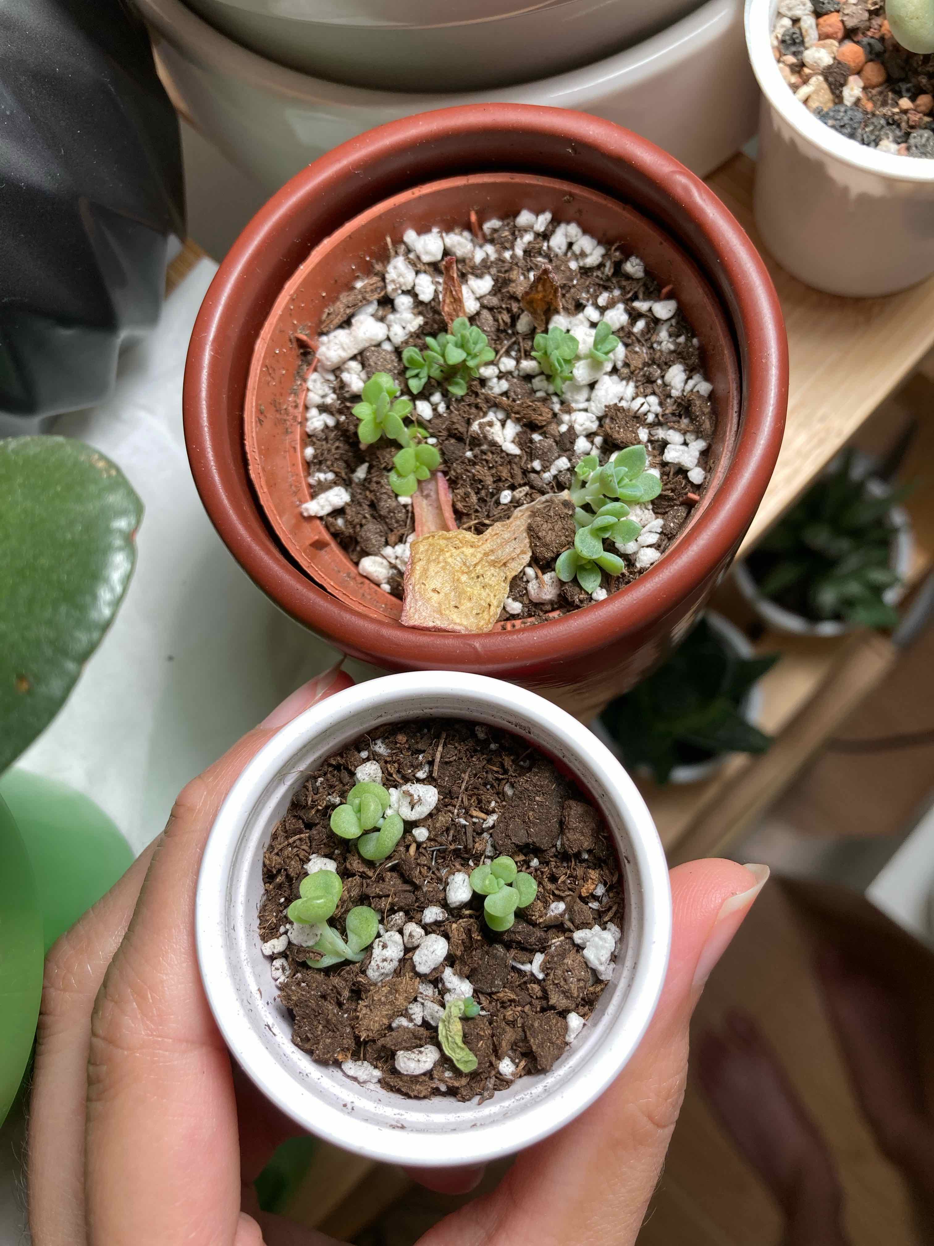 Photo of the plant species Manaudes Echeveria by @sleemo named Various succulents on Greg, the plant care app