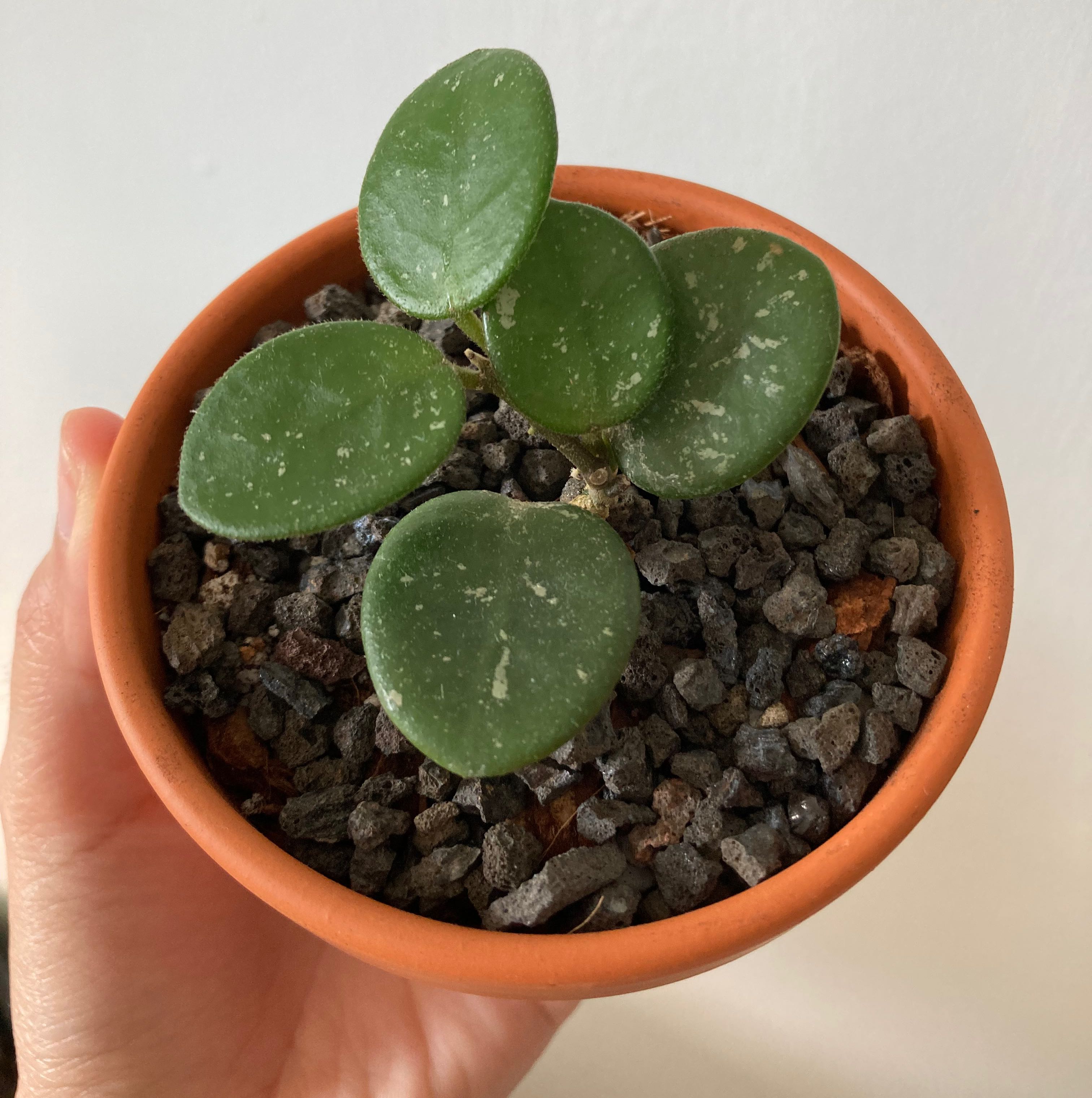 Hoya 'Mathilde' plant in a terracotta pot with rocky soil, held by a hand.