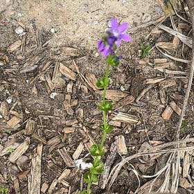Photo of the plant species European Venus' Looking Glass by @SirCorkelm named Naomi on Greg, the plant care app