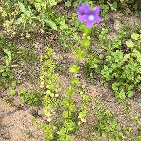 Photo of the plant species European Venus' Looking Glass by @SirCorkelm named Maya on Greg, the plant care app