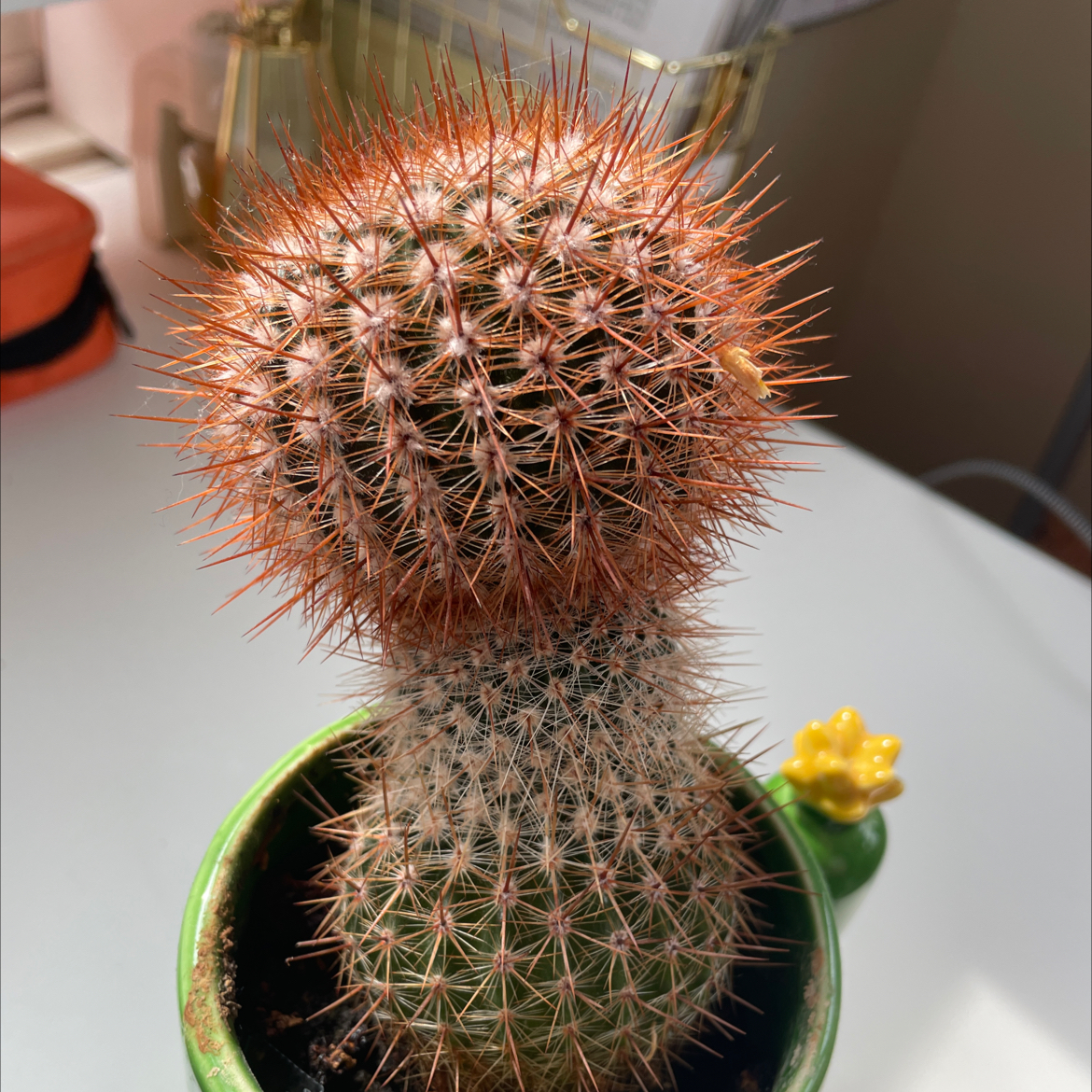 Rattail Nipple Cactus in a small pot with reddish spines, appears healthy.