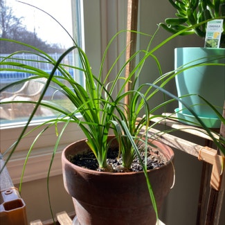 Ponytail Palm plant in Danville, Indiana