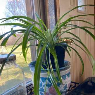 Spider Plant plant in Danville, Indiana