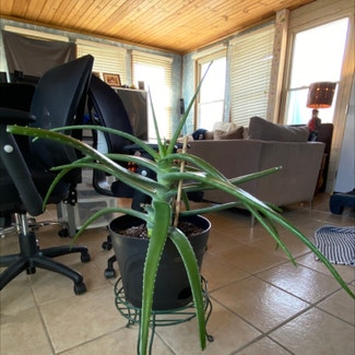 Aloe Vera plant in Danville, Indiana