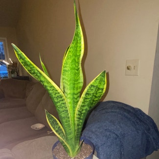 Snake Plant plant in Danville, Indiana