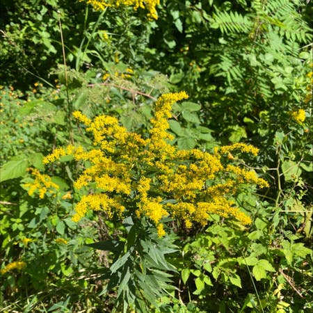 Photo of the plant species Canadian Goldenrod by Peppytawapou named Your plant on Greg, the plant care app