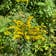 Calculate water needs of Canadian Goldenrod