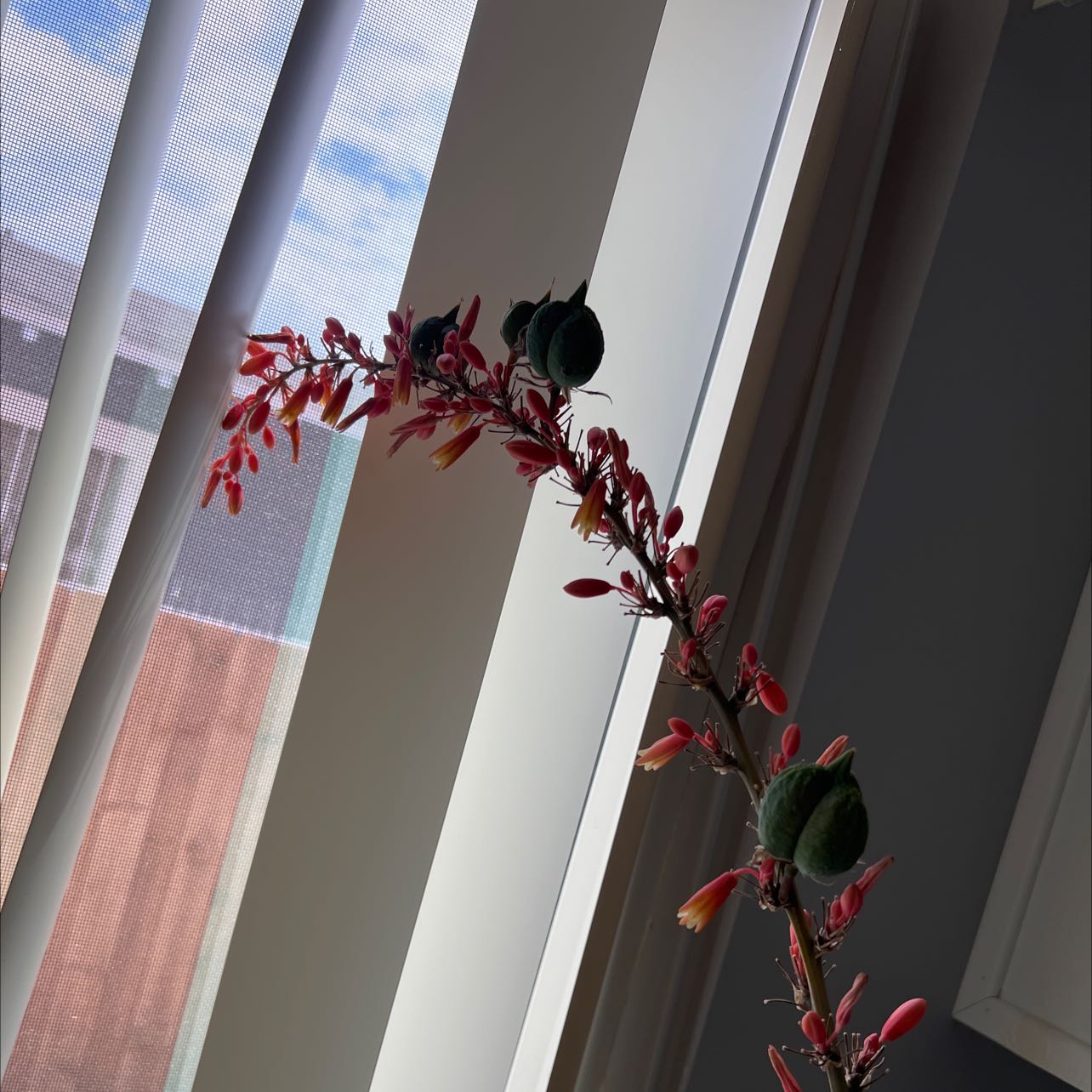 Engelmann's false yucca with red flowers near a window with blinds.