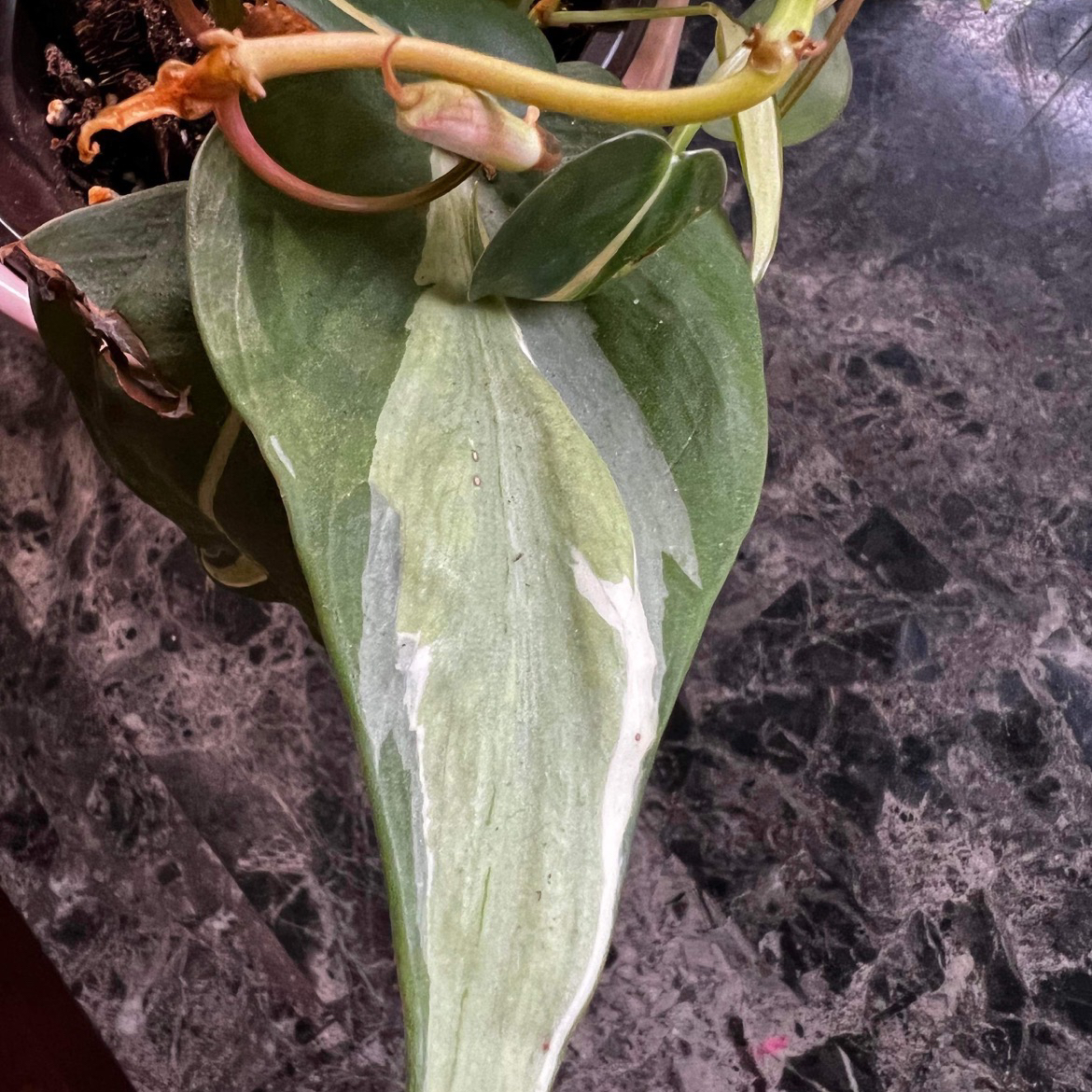 Philodendron 'Cream Splash' with variegated leaf showing some browning at the tip.