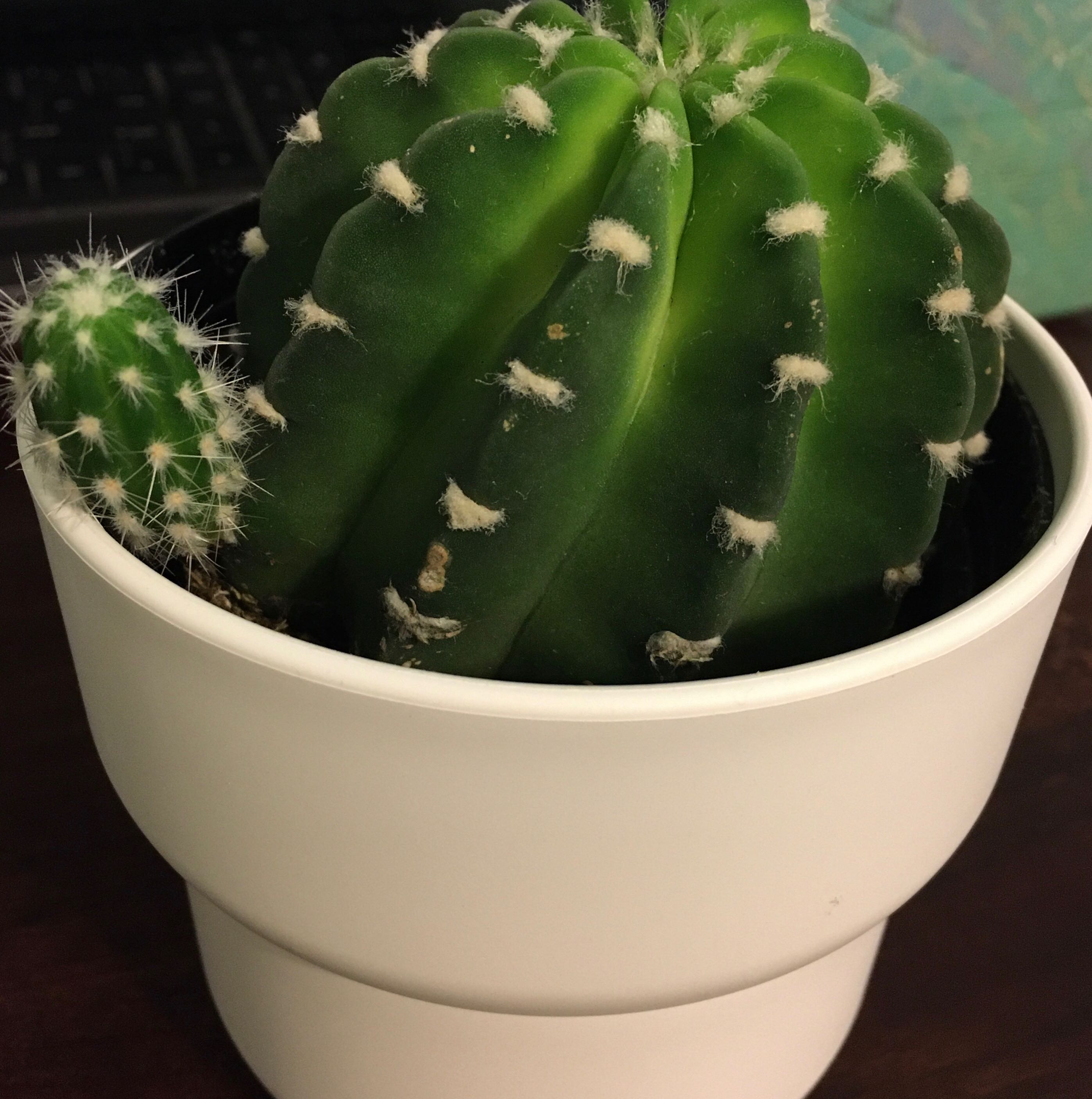 Domino Cactus in a white pot with a smaller cactus growing next to it.