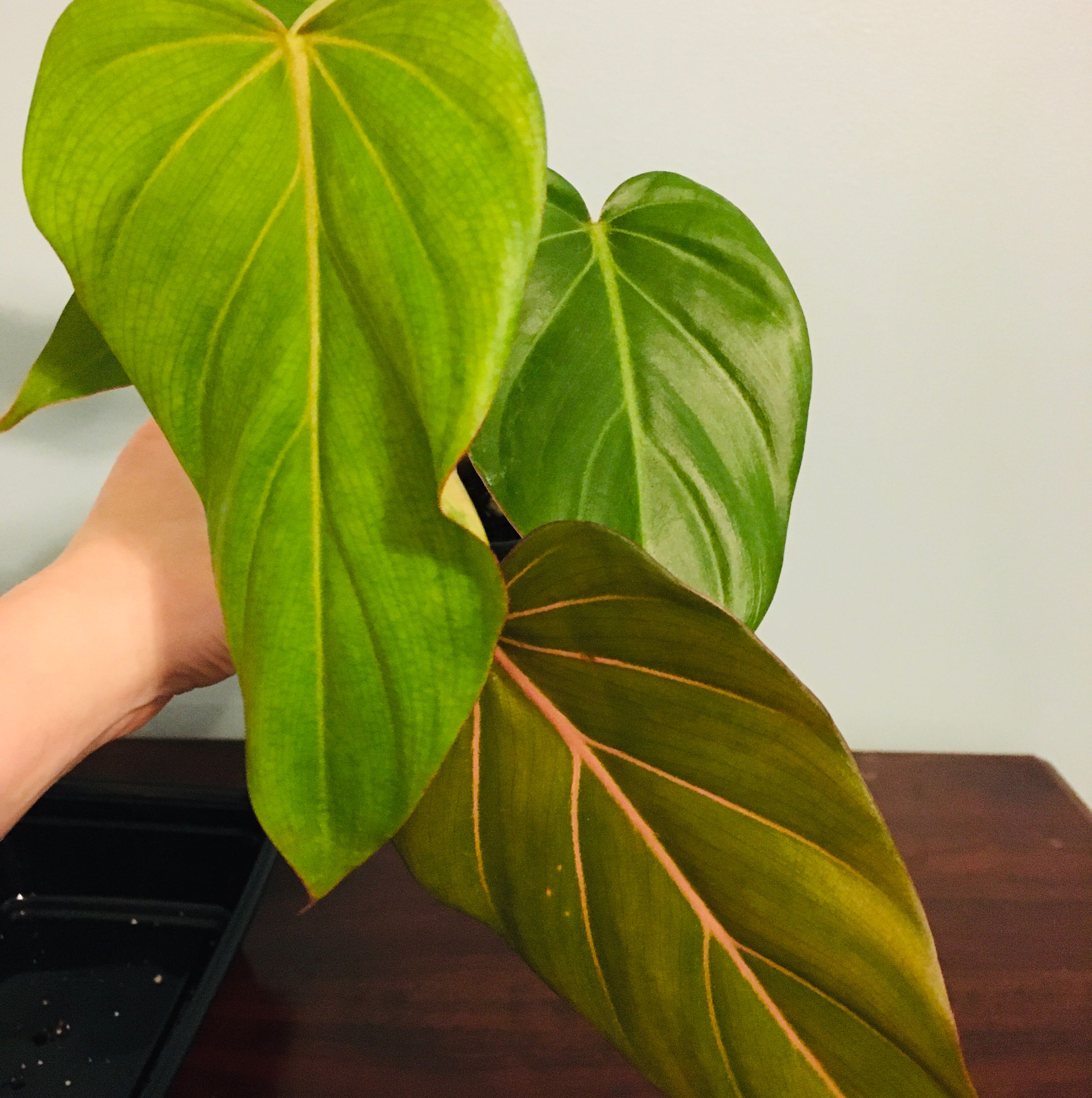 Philodendron 'Summer Glory' with three leaves, one showing browning. Hand holding the plant.