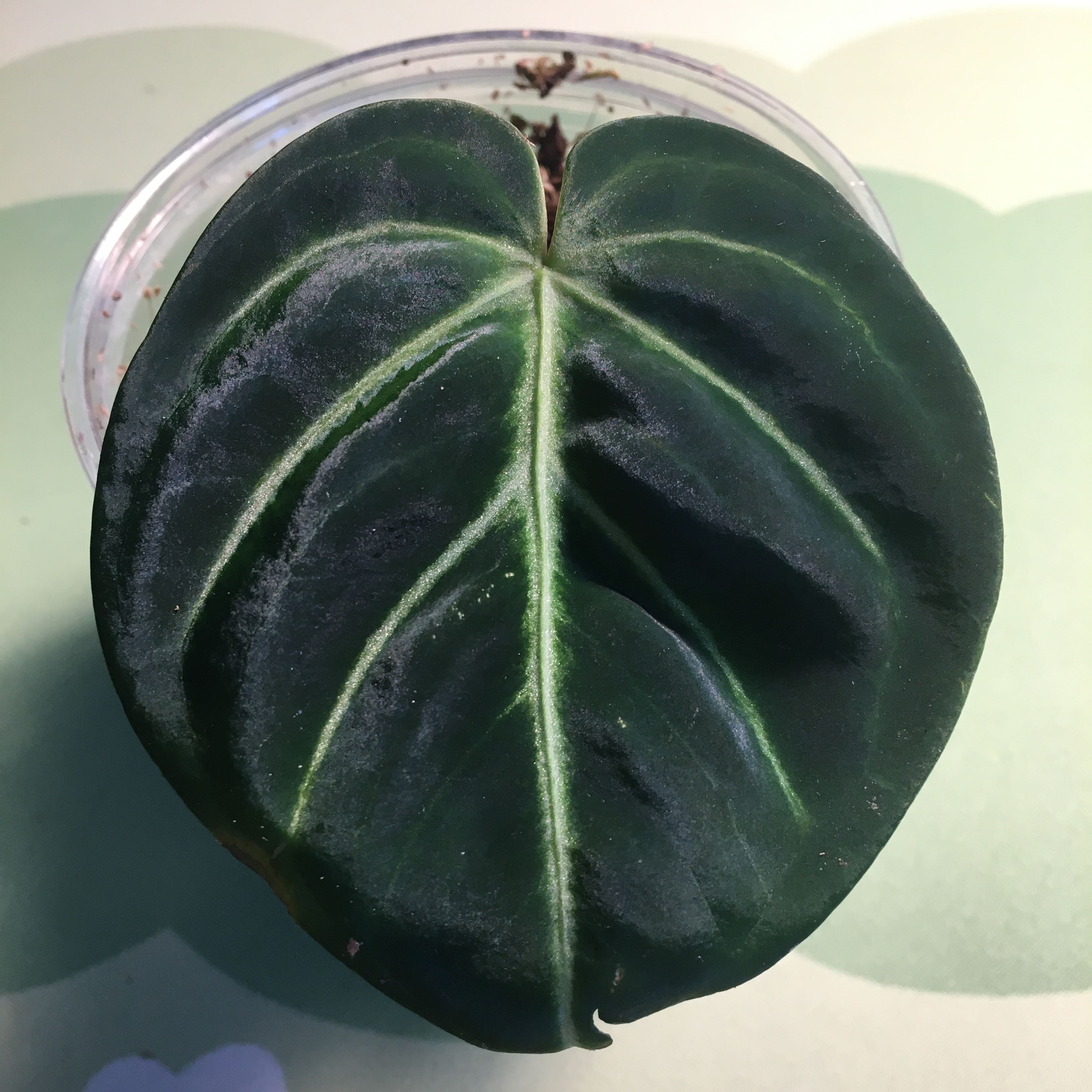 Anthurium regale plant with a large, dark green leaf in a clear container.