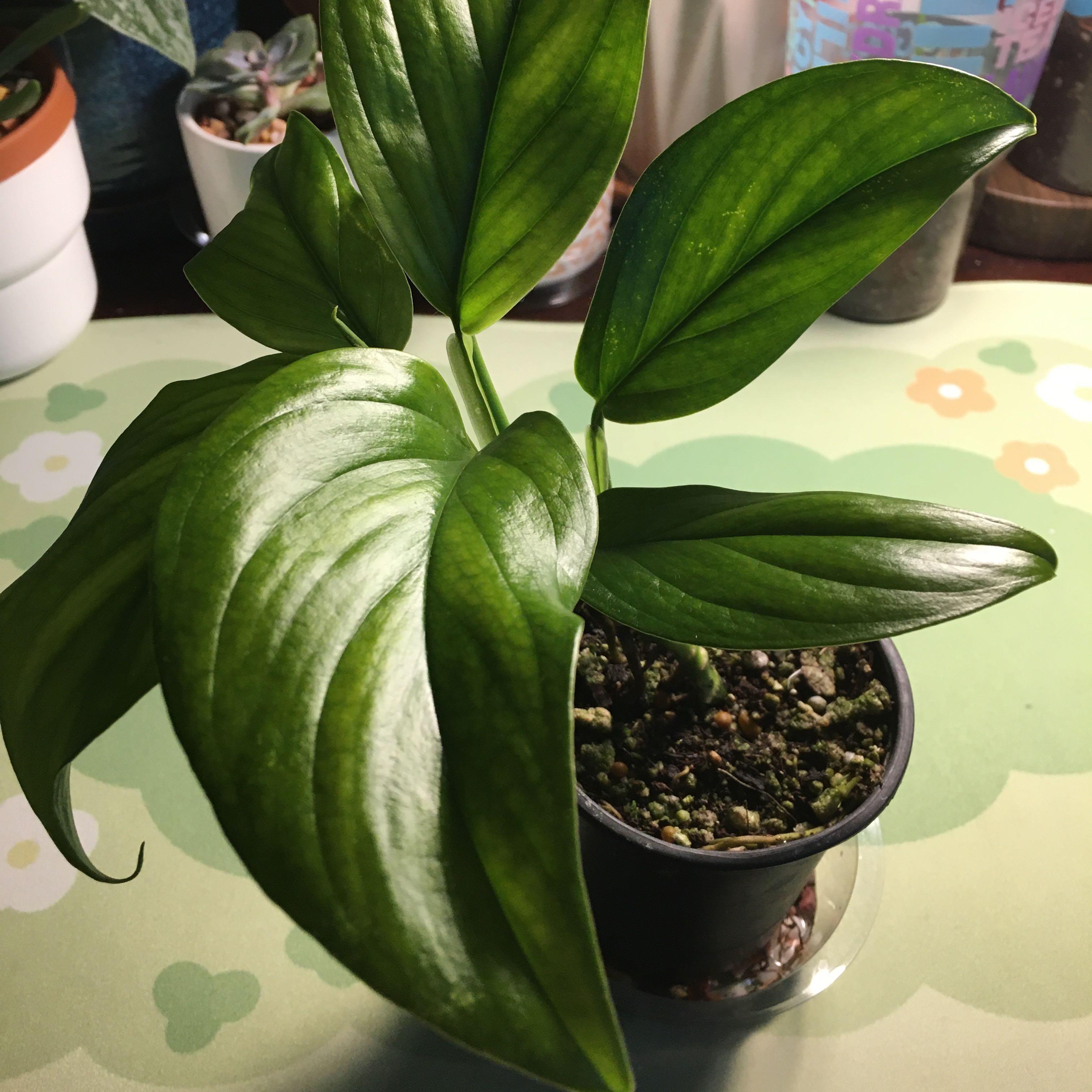 Photo of the plant species Monstera Dissecta by @peacheero named Dexter on Greg, the plant care app