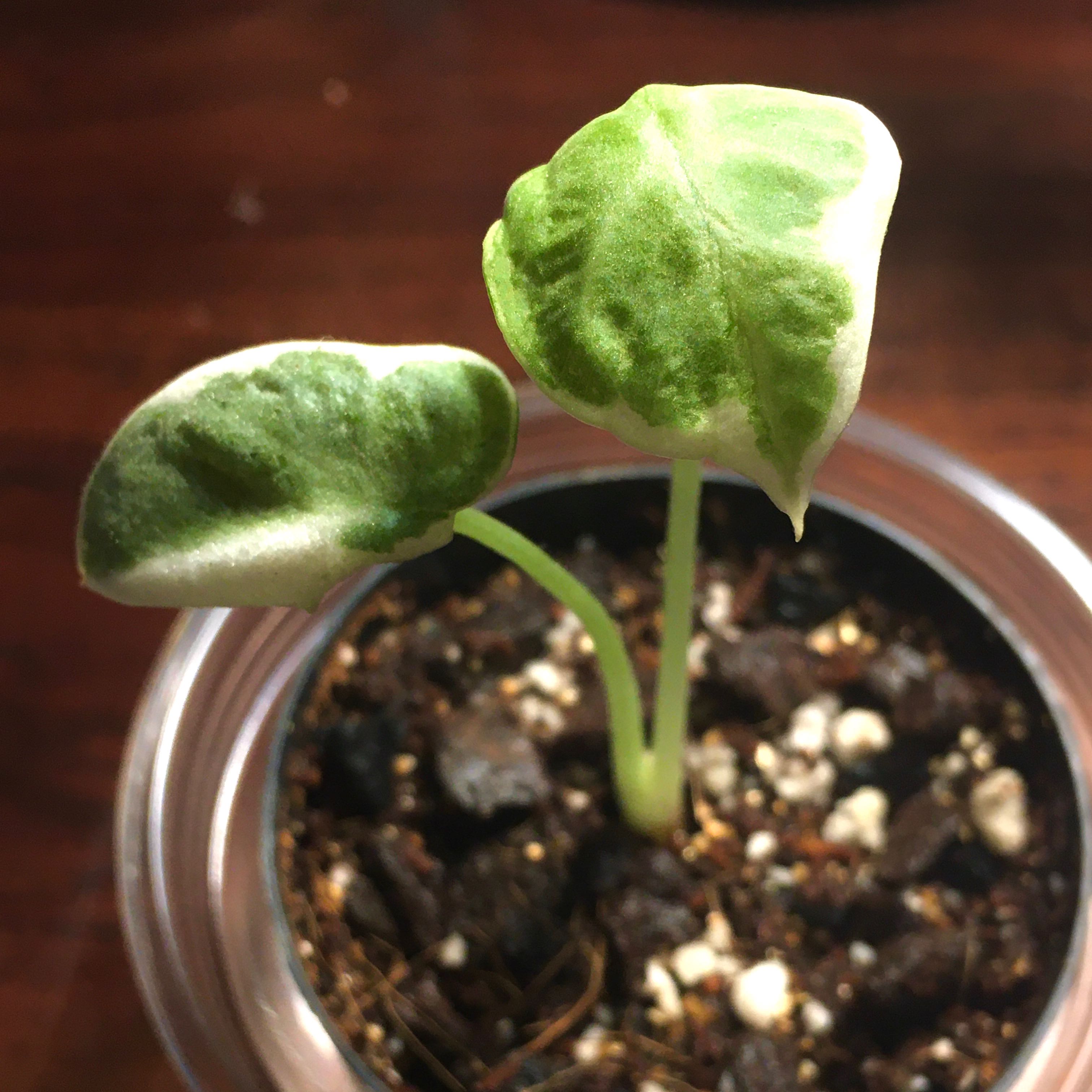 Photo of the plant species Alocasia Black Velvet by @peacheero named Albert on Greg, the plant care app