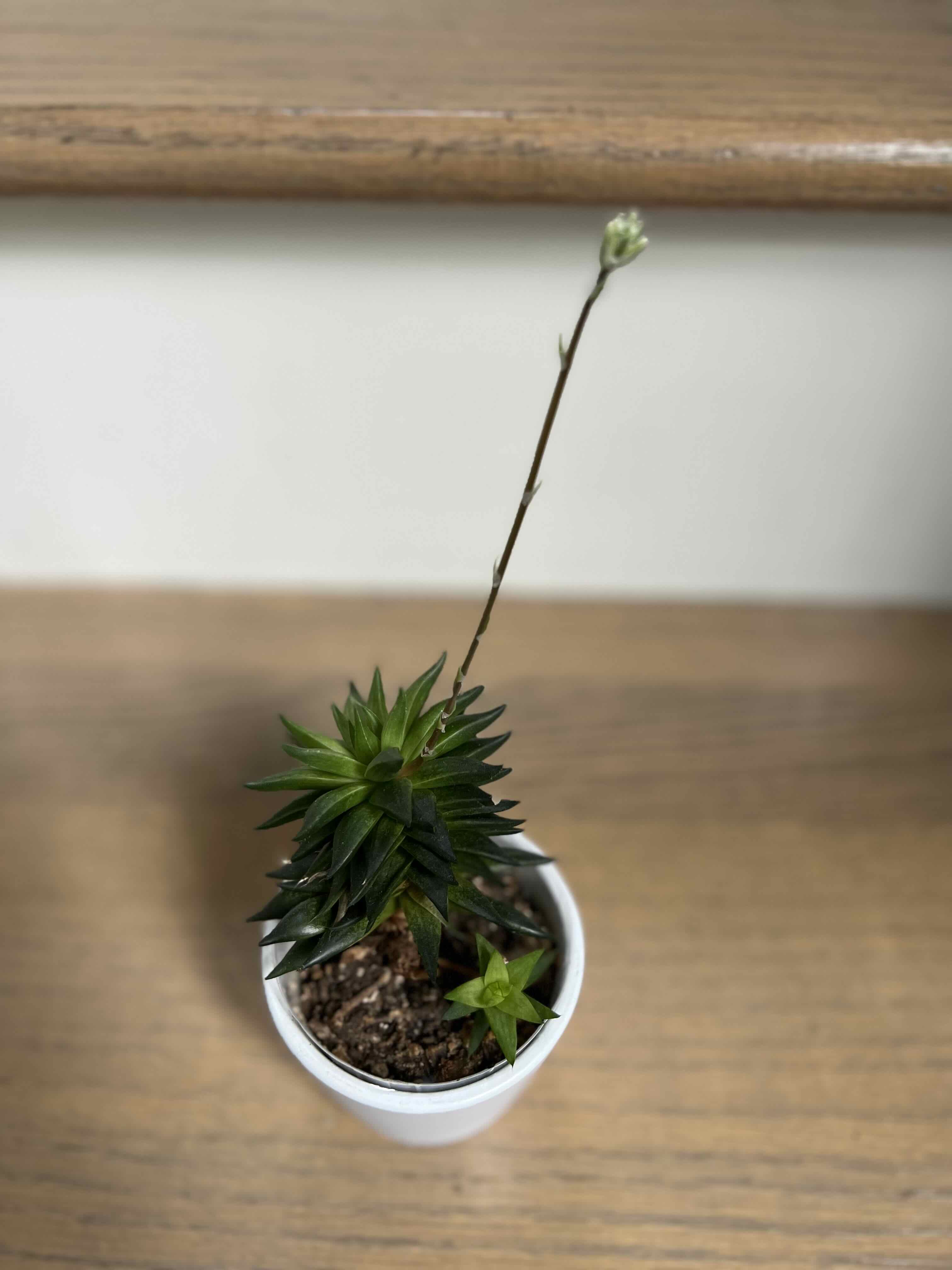 Photo of the plant species Haworthia chloracantha by @Axlilxlala named Thia on Greg, the plant care app