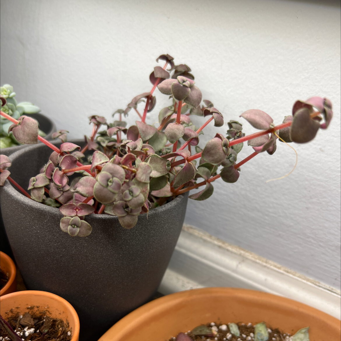 Calico Kitten plant in a small pot with healthy green and purple leaves.